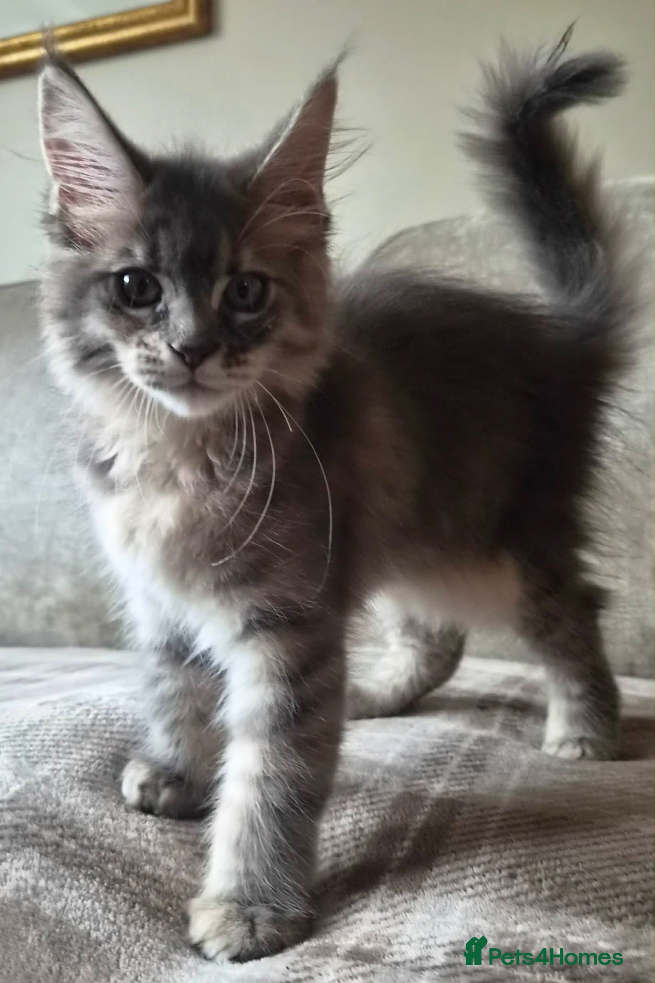 Maine Coon cats 🔥 CHAMPION RUSSIAN LINE XXL MAINE COON — EMBER 🔥 - Advert 14