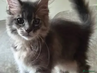 Maine Coon cats 🔥 CHAMPION RUSSIAN LINE XXL MAINE COON — EMBER 🔥 - Advert 14