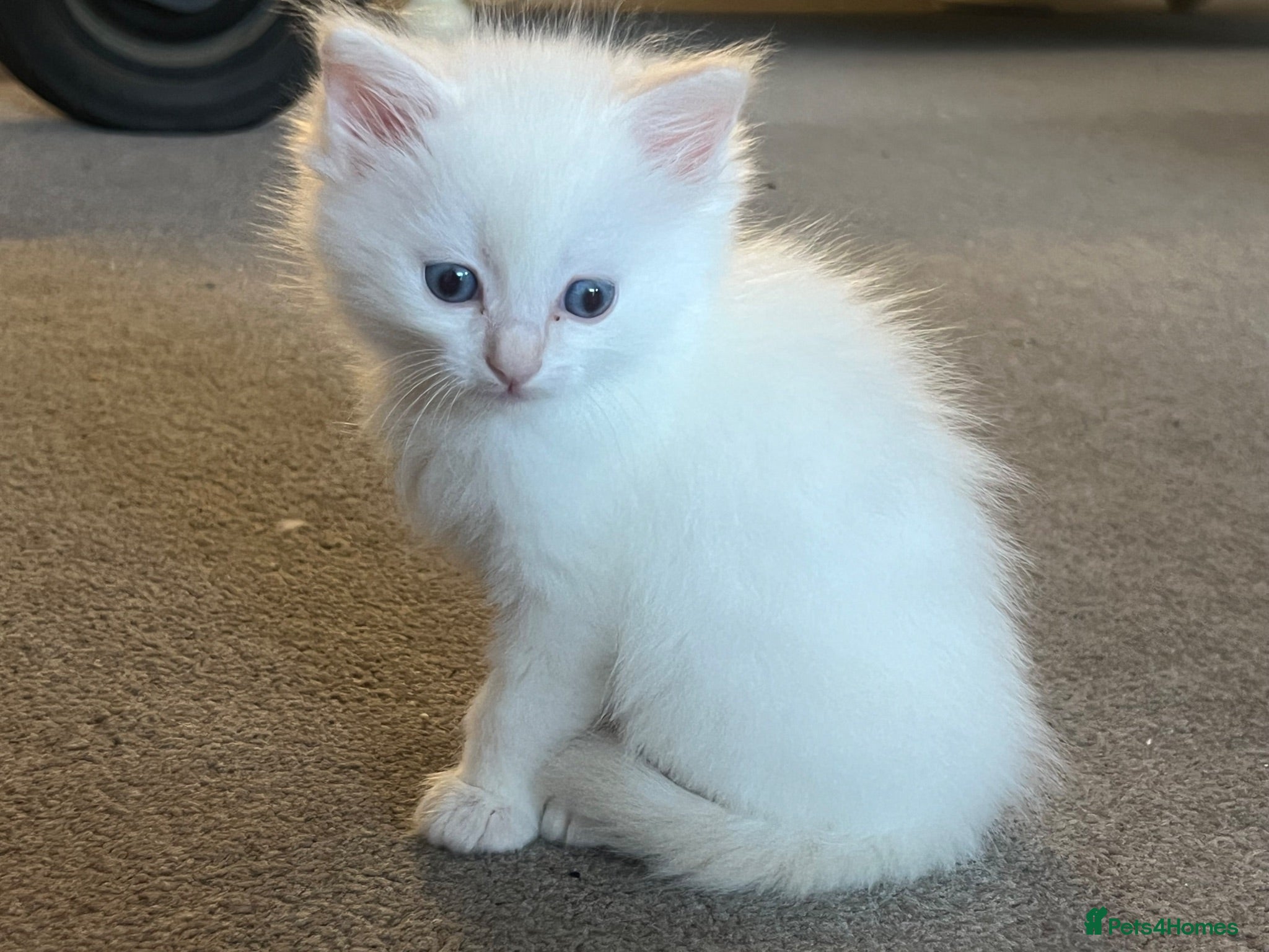 Ragdoll cats ❤️Beautiful Ragdoll Kittens❤️ - Advert 1