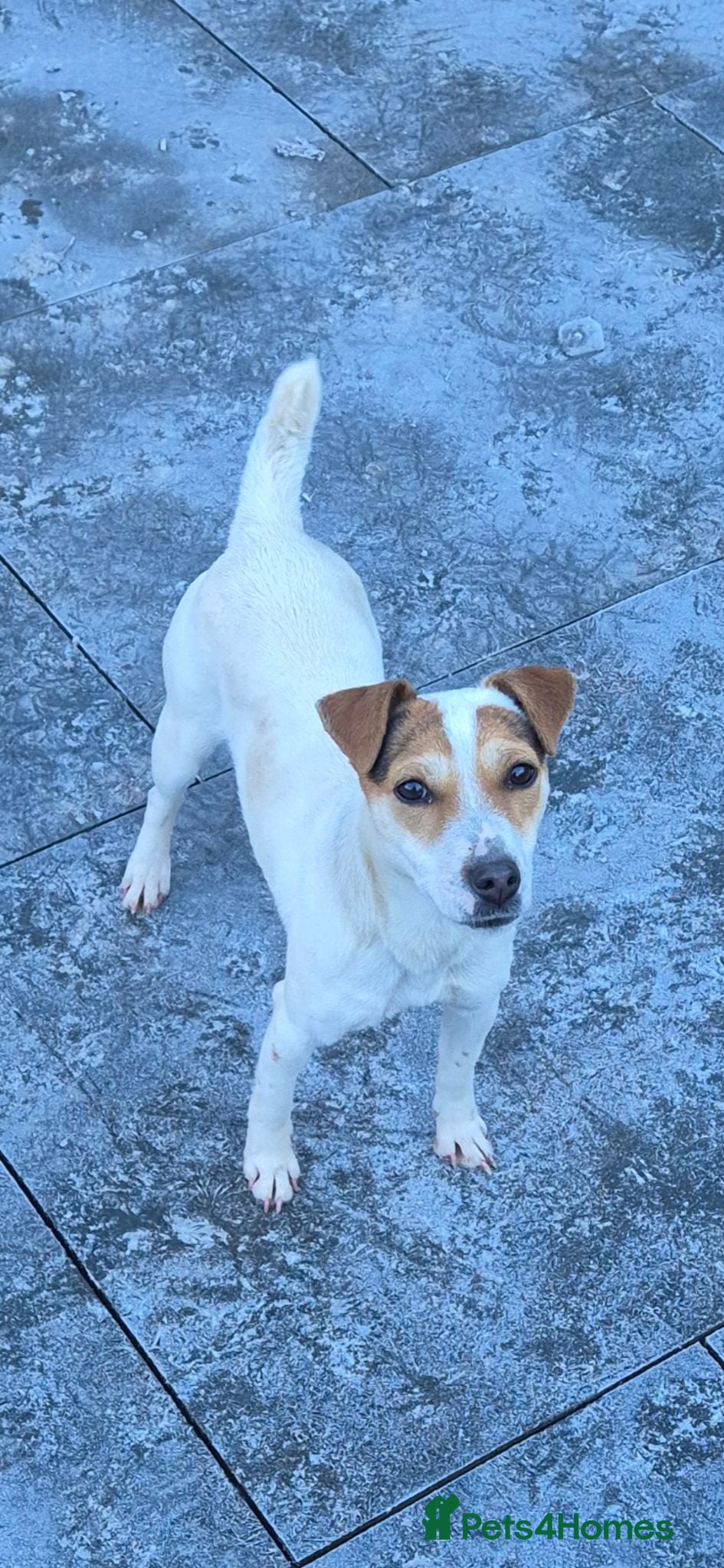 Jack Russell dogs Jack russel female - Advert 8
