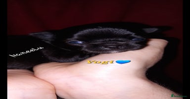 Chihuahua dogs ❤️‍🔥Dna tested parents❤️‍🔥Long-coat 2boys 2girls - Advert 2