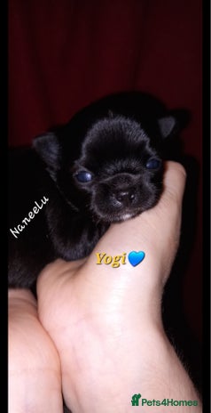 Chihuahua dogs ❤️🔥Dna tested parents❤️🔥Long-coat 2boys 2girls - Advert 12