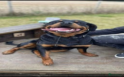 Rottweiler dogs for sale: Beautiful Male Rottweiler  - Image 4