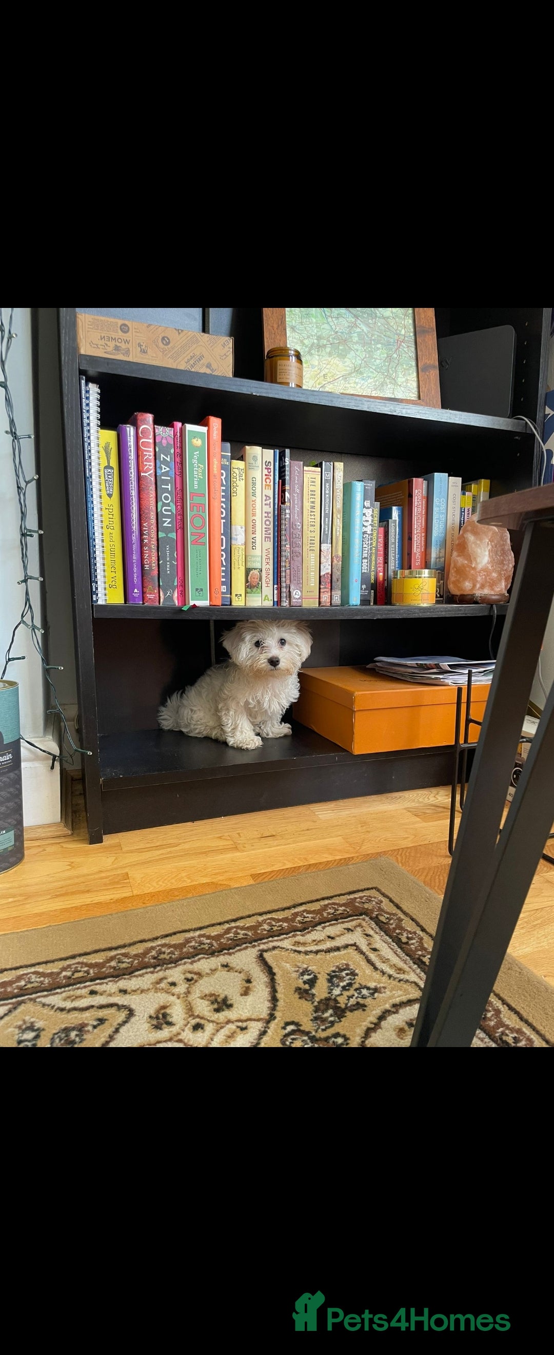 Bichon Frise dogs for stud: Mini Bichon Maltese mix - Image 1