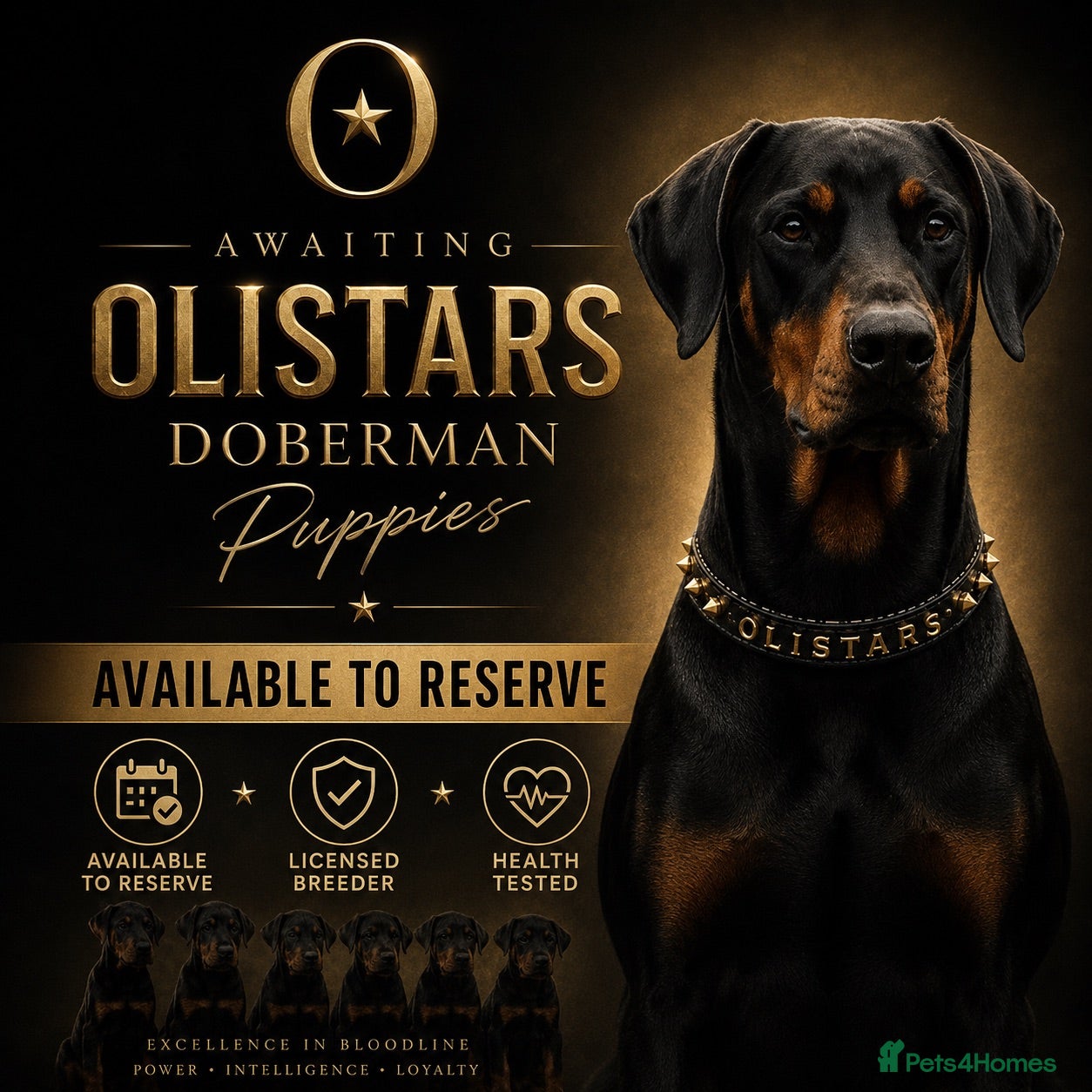 Dobermann dogs BLACK MALES AVAILABLE- LICENSED BREEDER  - Advert 1