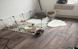 Mini Lop rabbits for sale: Grey and white mini lop  - Image 6