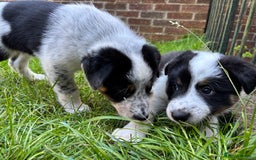 Border Collie dogs for sale: Unique Tri colour and piebald Border Collies  - Image 21