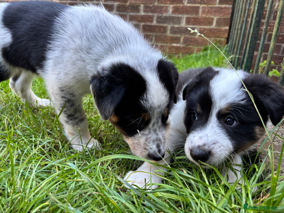 Border Collie dogs for sale: Unique Tri colour and piebald Border Collies  - Image 21