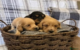 Miniature Dachshund dogs for sale: Long-hair miniature Duchshund - Image 5