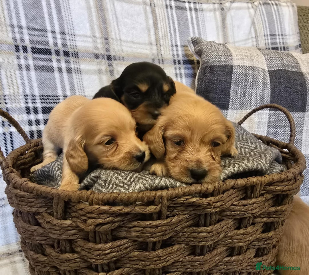 Miniature Dachshund dogs for sale: Long-hair miniature Duchshund - Image 5