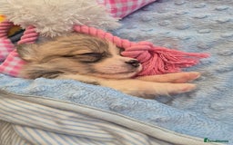 Welsh Corgi Pembroke dogs for sale: Kc reg Serbian lined babies - Image 15