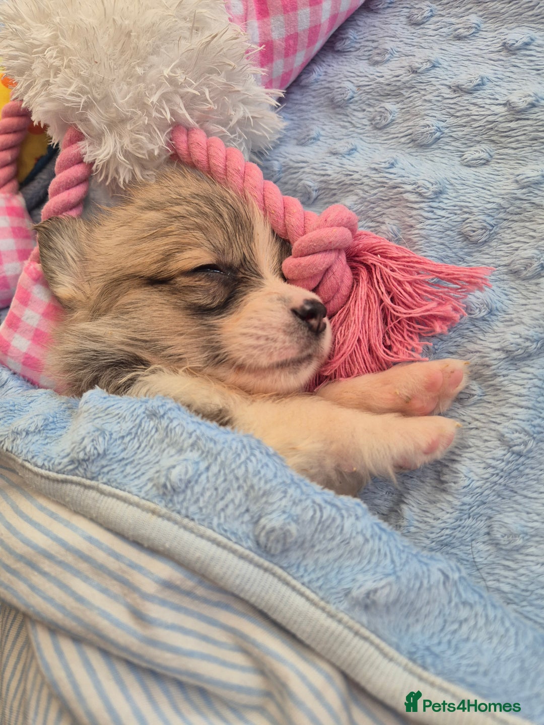 Welsh Corgi Pembroke dogs for sale: Kc reg Serbian lined babies - Image 15