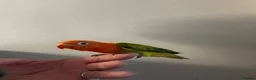 Lovebirds birds for sale: Ficshers lovebirds  - Advert 2
