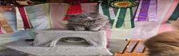 British Shorthair cats for stud: Blue n lilac copper eyed/ Quality PROVEN STUDS   - Advert 3