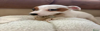 Jack Russell 4