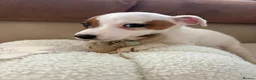 Jack Russell dogs for sale: 6 Lovley Jack Russel pups  - Advert 4