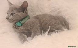 Russian Blue cats for sale: CHAMPION SIred GCCF Russian kittens  in Peterborough - Image 17