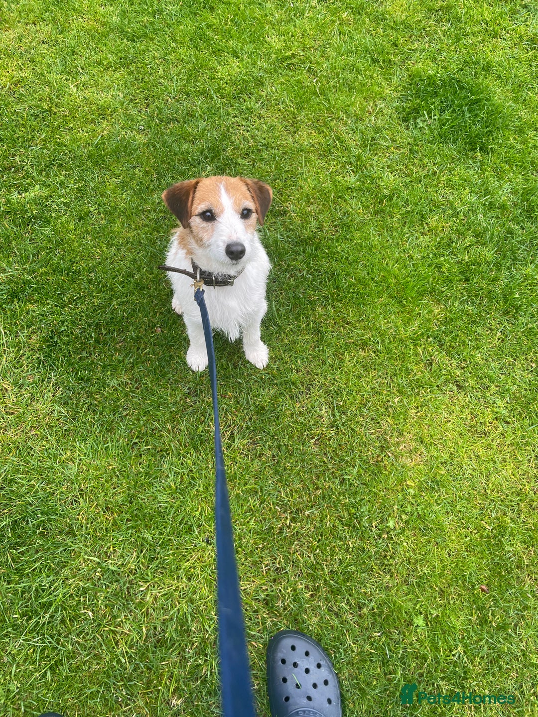 Jack Russell dogs for sale: Jack Russell puppies  - Image 5