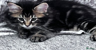 Maine Coon cats - Advert 14