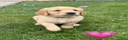Goldendoodle dogs for sale: Ready to leave this week!! 1 girl left!!!  - Advert 5