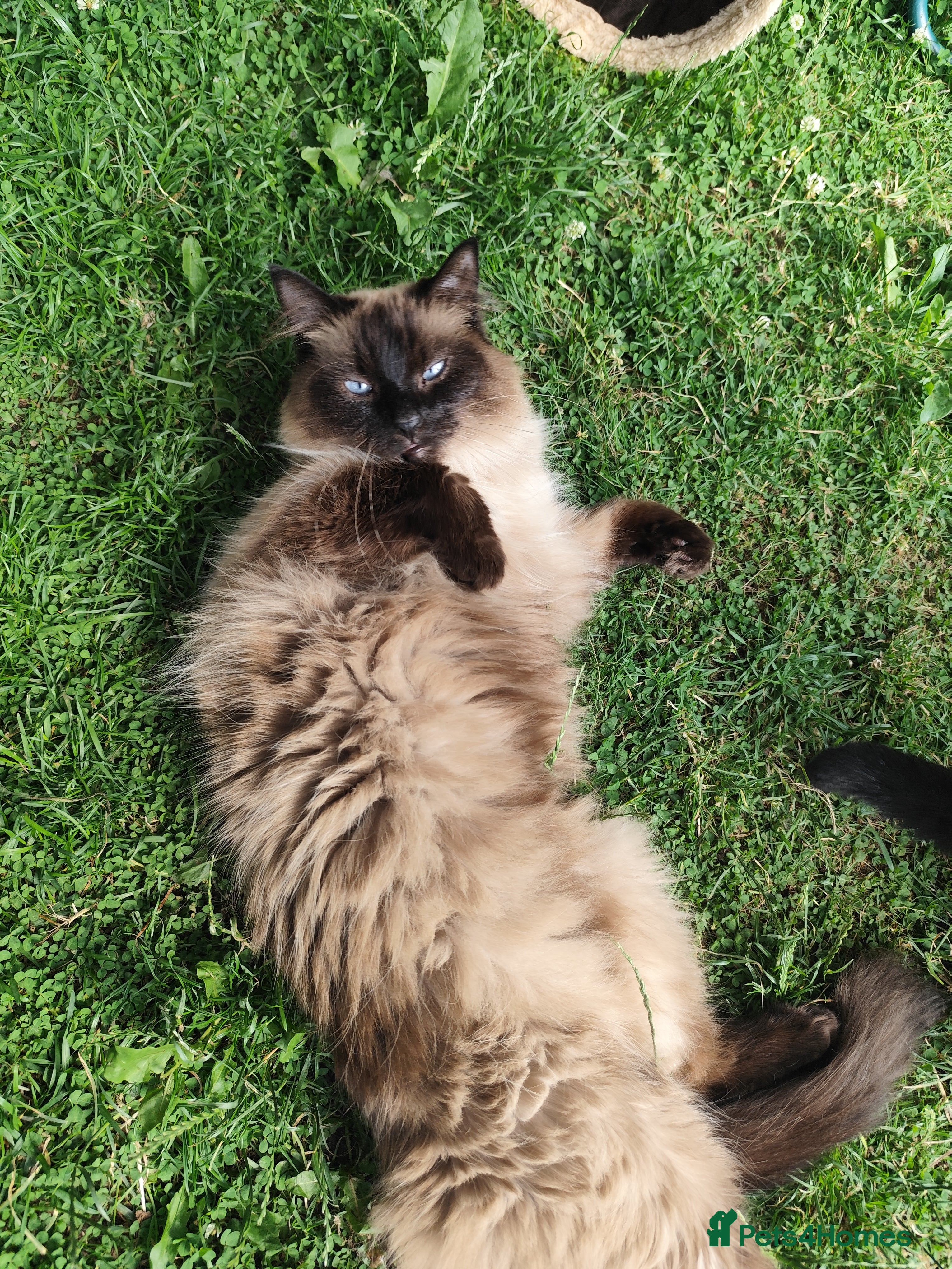 Ragdoll cats Ragdoll in need of a loving home - Advert 1