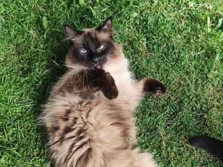 Ragdoll cats Ragdoll in need of a loving home - Advert 1