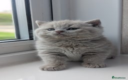 British Shorthair cats for sale: Best quality Gccf registered lilac kittens  - Image 12
