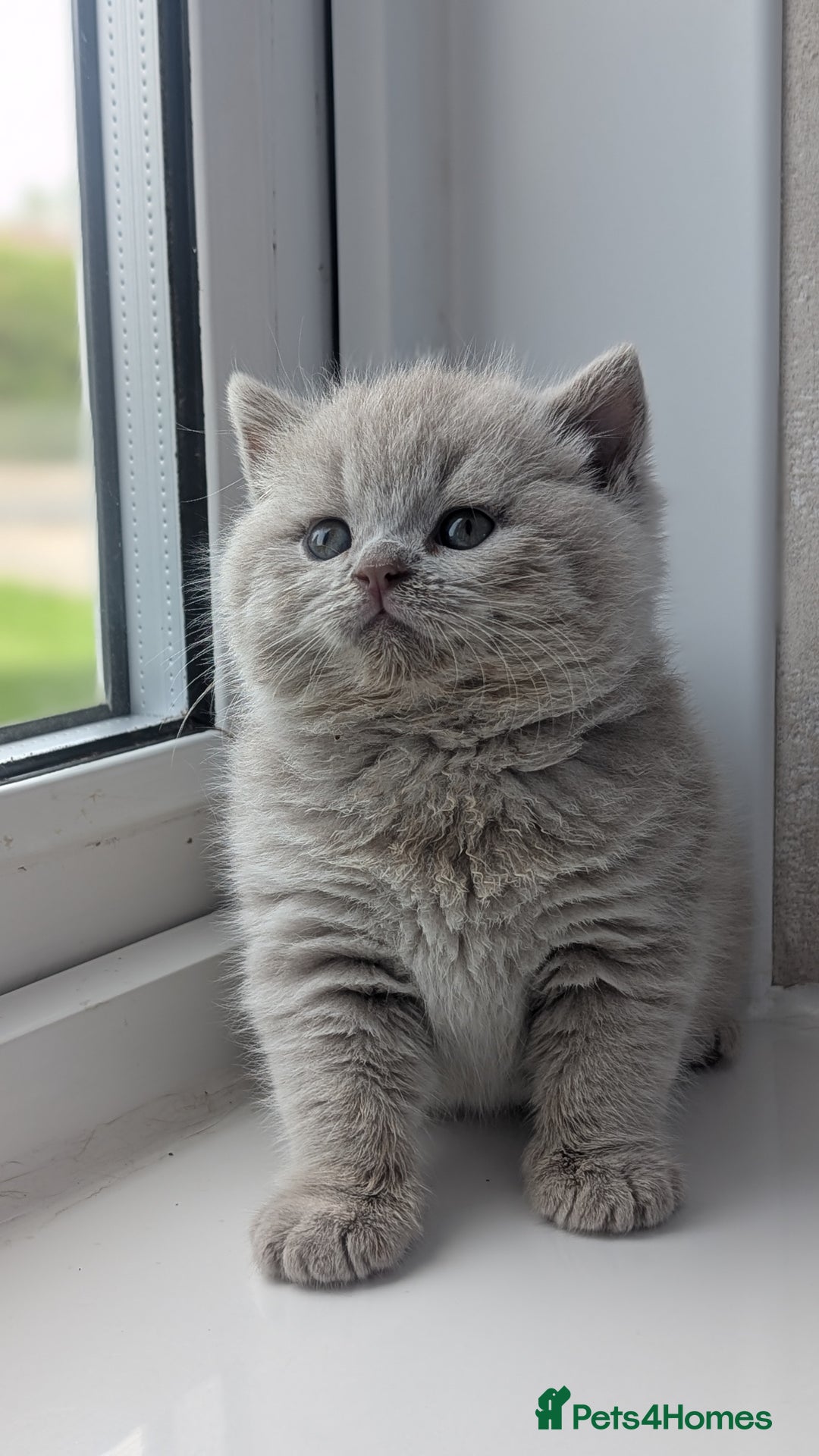 British Shorthair cats for sale: Best quality Gccf registered lilac kittens  - Image 12