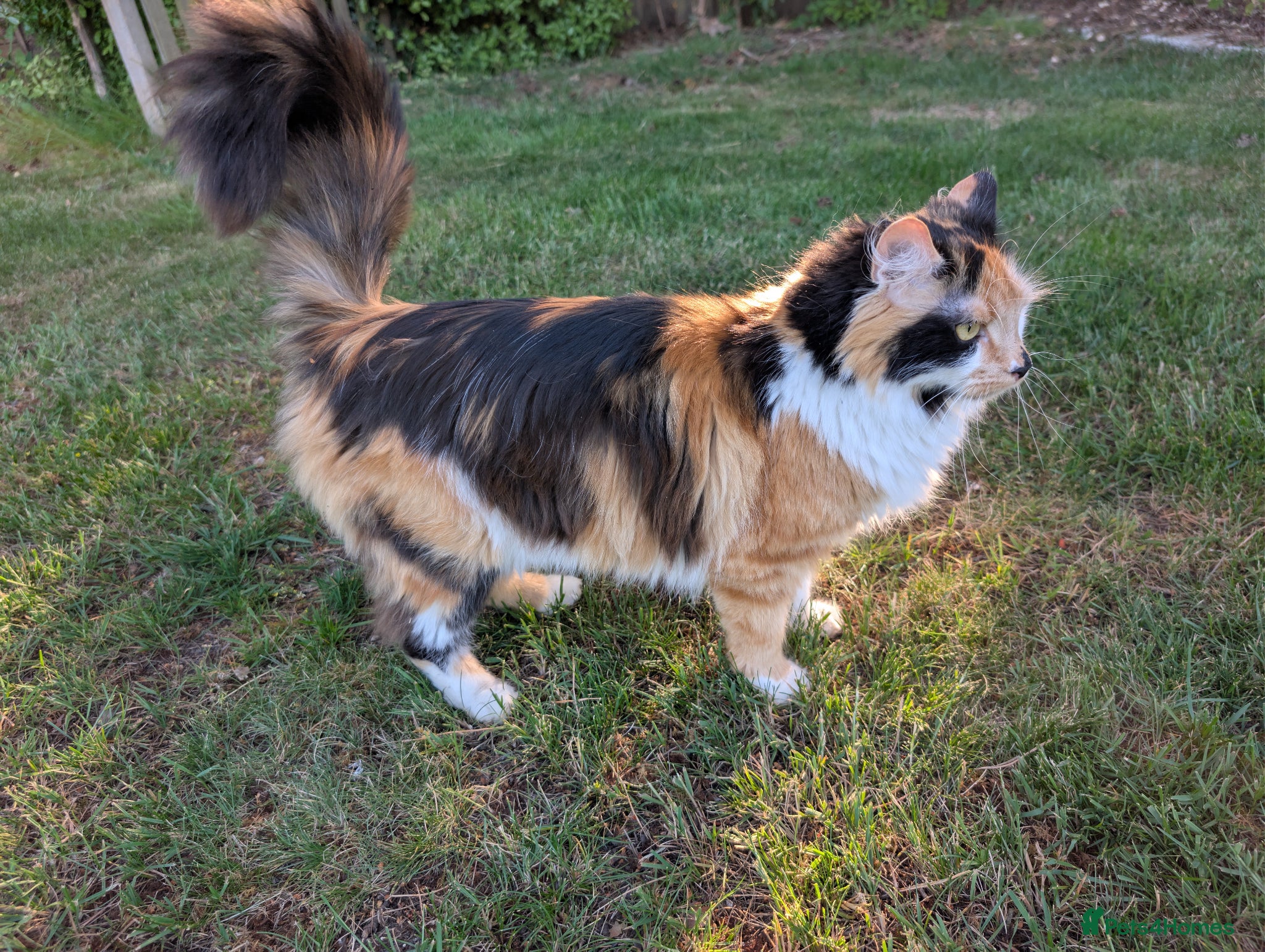 British Longhair cats for sale: Calico British Longhair Girl - Advert 2