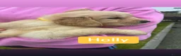 Golden Retriever dogs for sale: Golden Retriever Pups for sale  - Advert 11