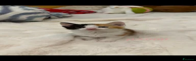 peanut 