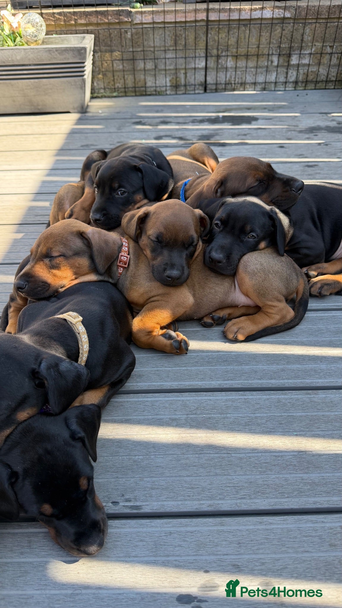 Dobermann dogs 15 Doberman Puppies | Ready to leave 5th Sept!! - Advert 8
