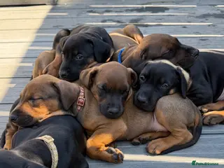 Dobermann dogs 15 Doberman Puppies | Ready to leave 5th Sept!! - Advert 8