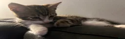 Mixed Breed cats for sale: mixed breed kitten - Advert 4