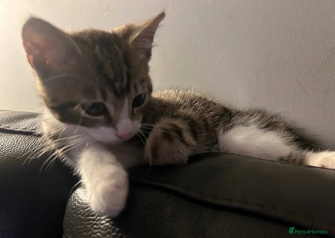 Mixed Breed cats for sale: mixed breed kitten - Advert 4