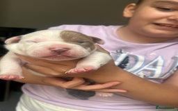 Mixed Breed dogs for sale: 2 beautiful pups (only the boy left) - Image 5