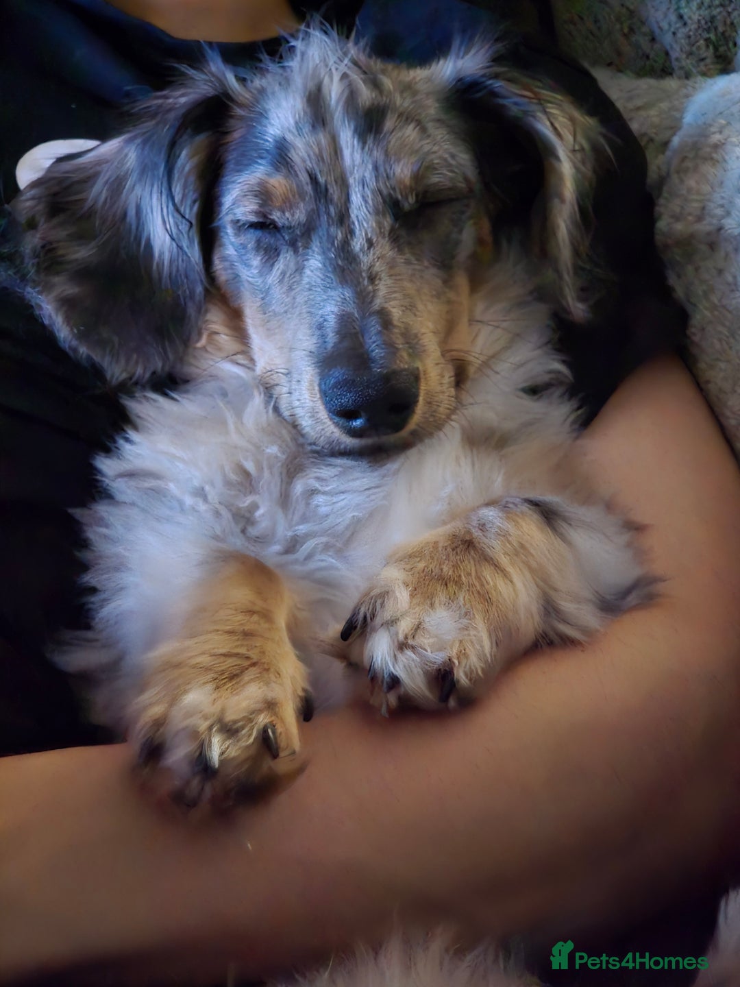 Miniature Dachshund dogs for sale: 9 Month Old Silver Dapple Long Haired Dachshund  - Advert 2