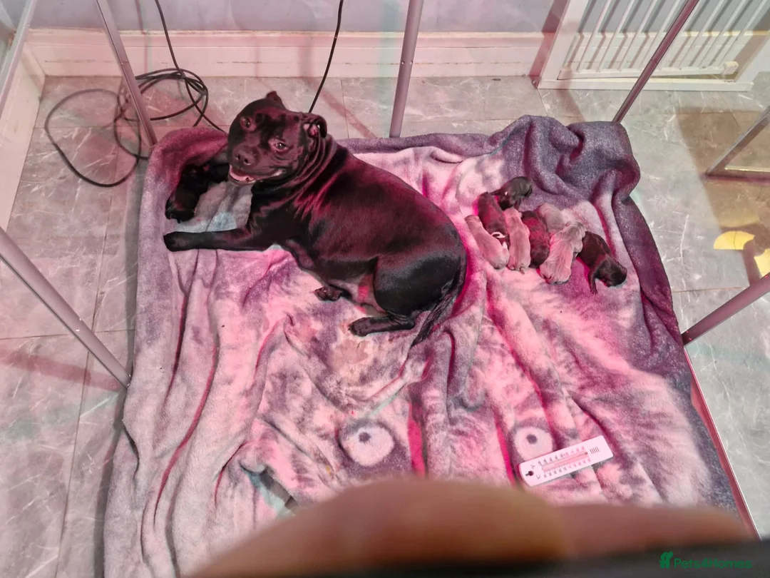 Staffordshire Bull Terrier dogs for sale: KC Staffordshire puppies champion lines - Advert 13