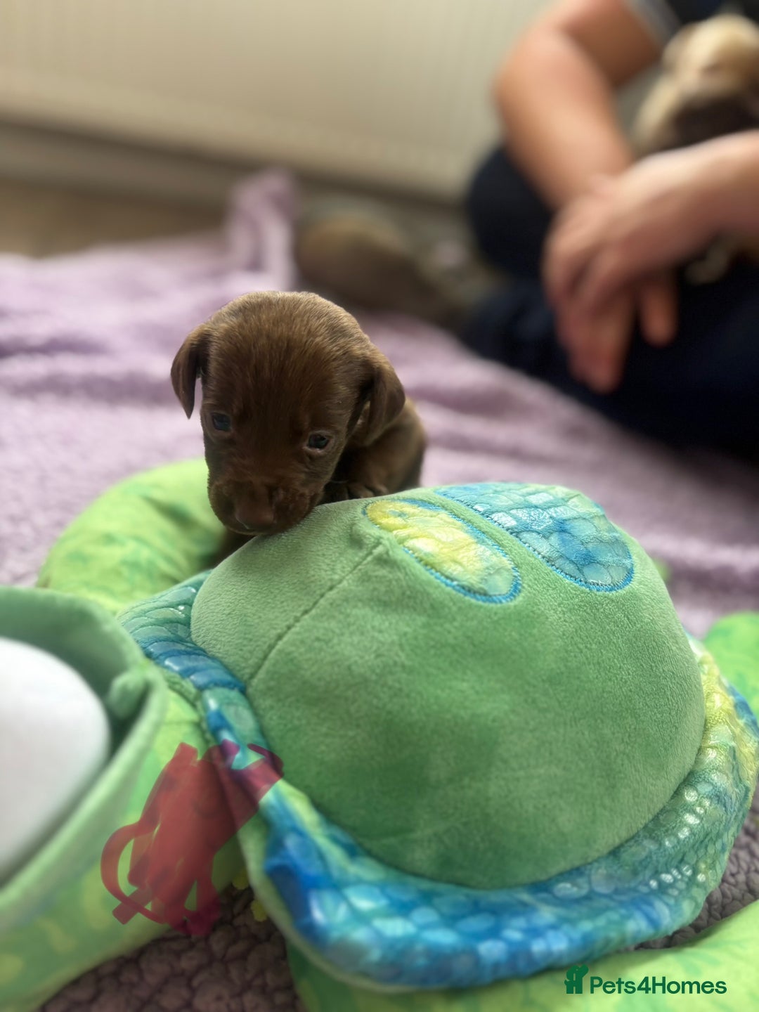 Labrador Retriever dogs for sale: KC Labrador puppies - Image 8