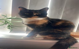 Domestic Shorthair cats for sale: Beautiful cat looking for new home - Image 4