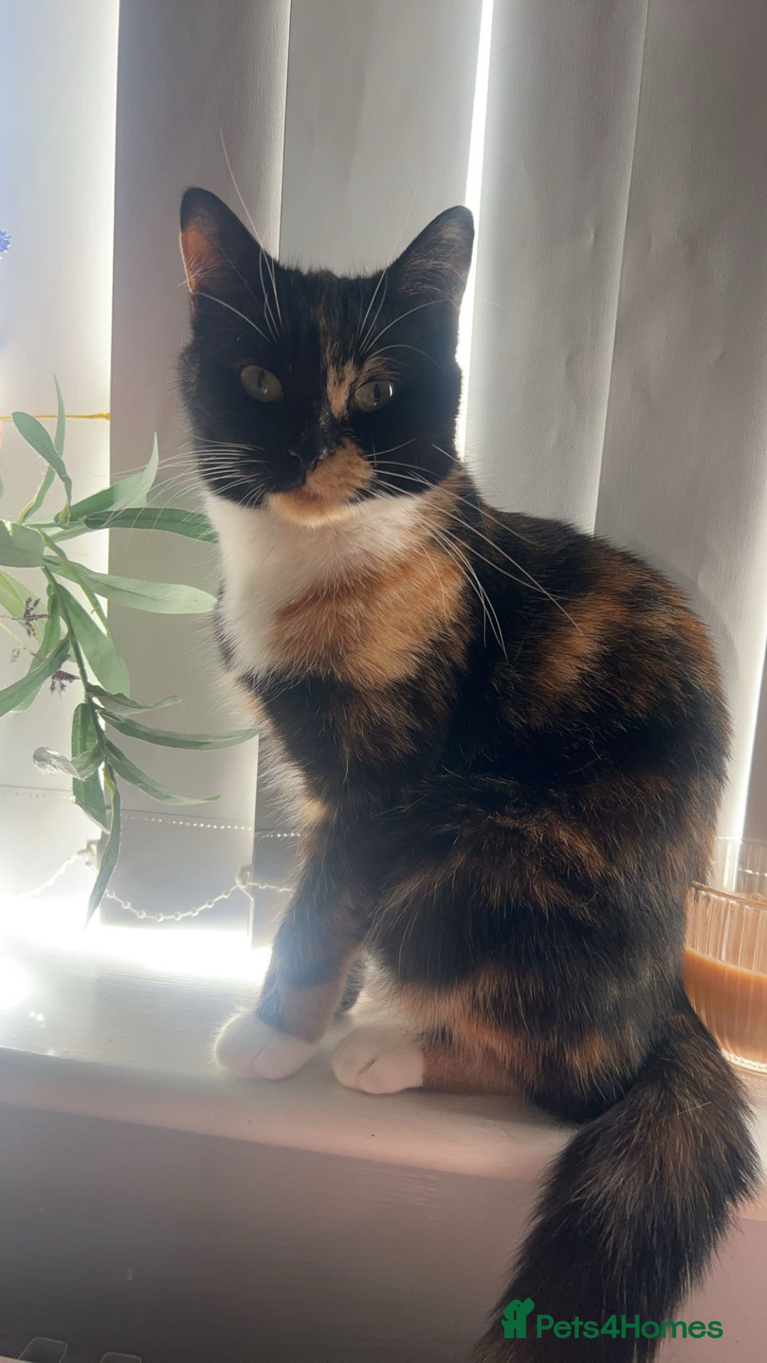 Domestic Shorthair cats for sale: Beautiful cat looking for new home - Image 4