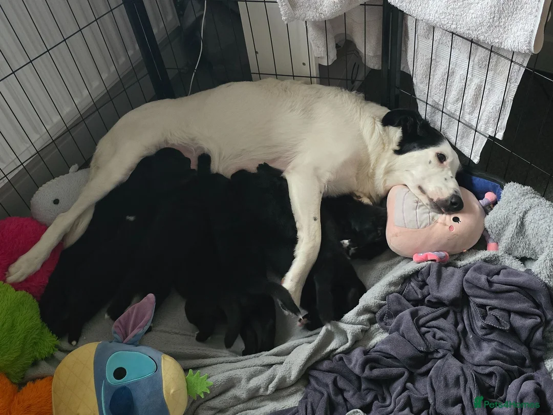 Mixed Breed dogs for sale: Beautiful happy boy for sale 💙  - Advert 2