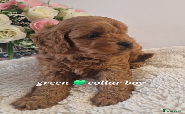 Cavachon dogs - Advert 8