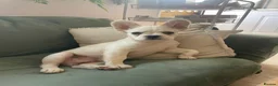 French Bulldog dogs for sale: Fluffy French bulldogs - Advert 5