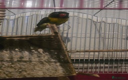 Budgerigars birds for sale: Mixed birds - Advert 4