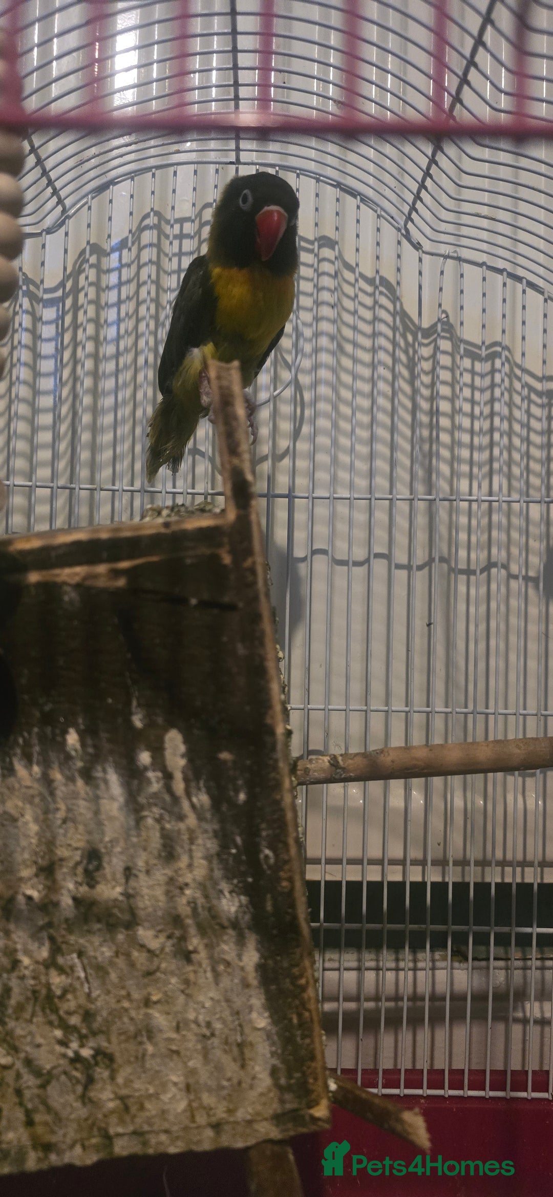 Budgerigars birds for sale: Mixed birds - Advert 4