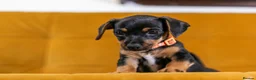 Jackshund dogs for sale: Daxijax/Jackshund/Dachshund/Jack - READY TO GO - Advert 32