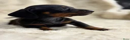Miniature Dachshund dogs for sale: Beautiful dachshund puppies  - Advert 15