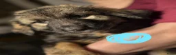 Caucasian Shepherd Dog dogs for sale: Caucasian shepherd puppies  - Advert 12