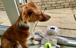 Mixed Breed dogs for sale: Jackawawa - Image 4